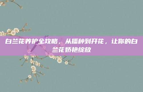 白兰花养护全攻略，从播种到开花，让你的白兰花娇艳绽放