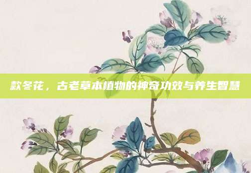 款冬花，古老草本植物的神奇功效与养生智慧