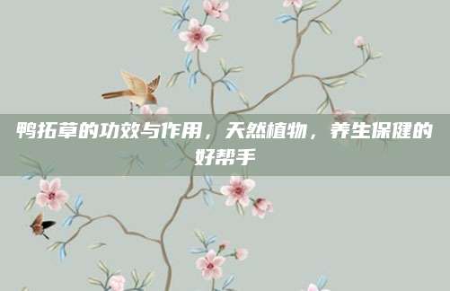 鸭拓草的功效与作用，天然植物，养生保健的好帮手