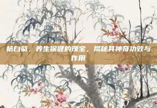 杭白菊，养生保健的瑰宝，揭秘其神奇功效与作用