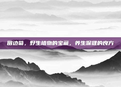 田边菊，野生植物的宝藏，养生保健的良方