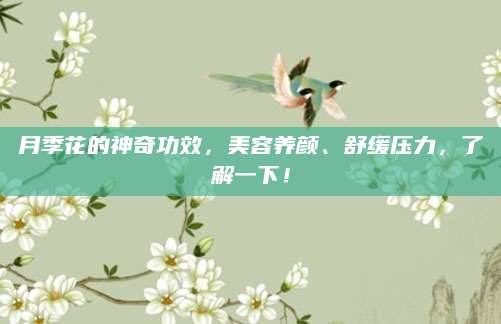 月季花的神奇功效，美容养颜、舒缓压力，了解一下！