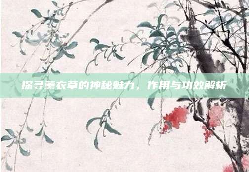 探寻薰衣草的神秘魅力，作用与功效解析